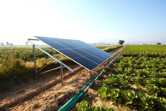 This Is How Agriculture Solar Panel Addresses Energy Challenges in Farming!